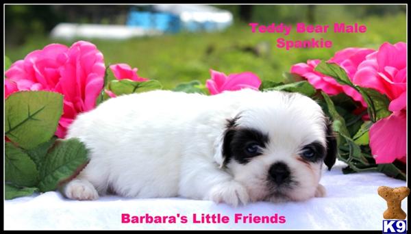 Puppies in Scottsville
